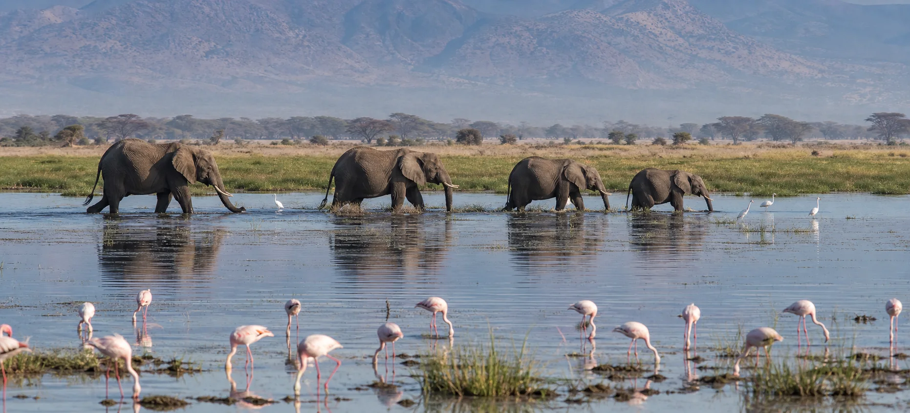 Amboseli & Kilimanjaro wildlife and landscape